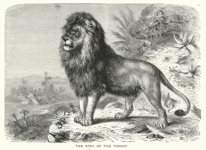 The king of the forest (engraving)