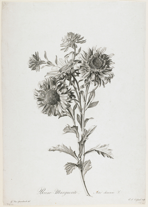 Reine-Marguerite, from Fleurs Dessinees d'apres Nature, c.1800 (stipple engraving) 