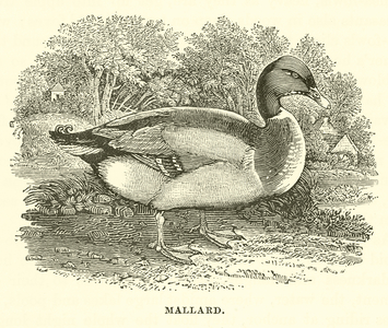 Mallard (engraving)