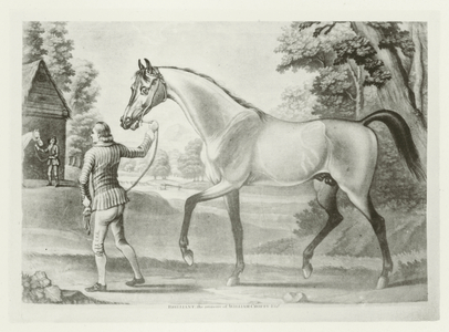 Brilliant, foaled 1750 (b/w photo)