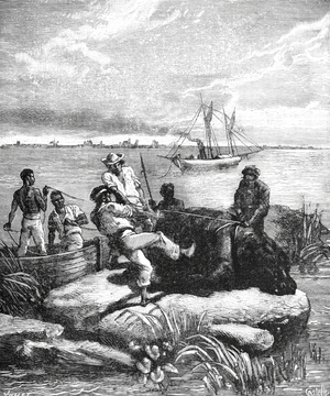 Hippo or Hippopotamus Hunt in the Congo Africa, 1882 (engraving)