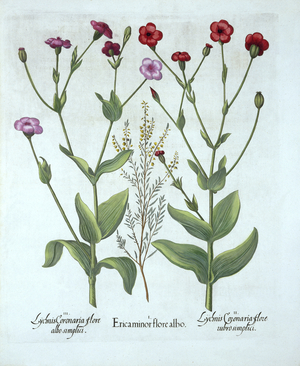 Heather and Two Kinds of Lychnis, from 'Hortus Eystettensis', by Basil Besler (1561-1629), pub. 1613 (hand-coloured engraving)
