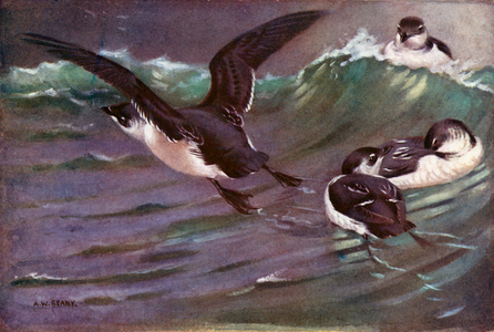 Little-auks in winter plumage (colour litho)