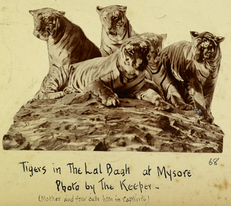 Tigers in the Lal Bagh at Mysore [?Bangalore]. Mother and four cubs born in captivity