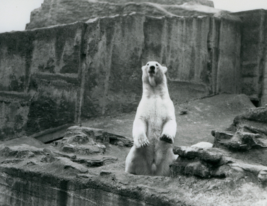 A Polar Bear sitting up in its enclosure at the base of the Mappin Terraces at London Zoo in September 1928 (b/w photo)