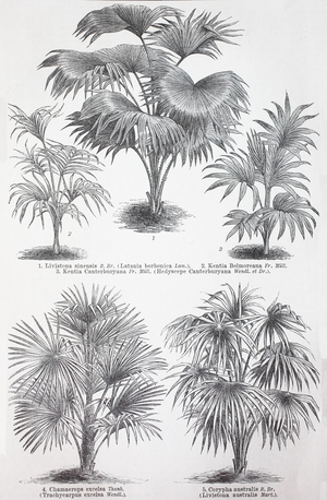 Various palms, Livistona sinensis, Kentia belmoreana, Kenti canterburyana, Chamaerops excelsa