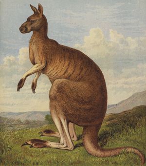 Kangaroo (colour litho)