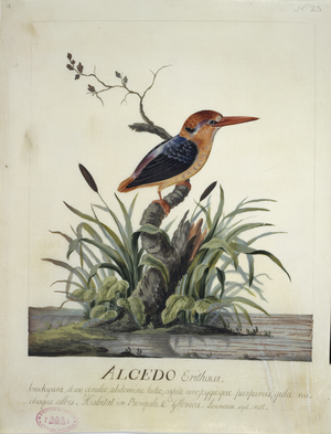 Ceyx erithaca