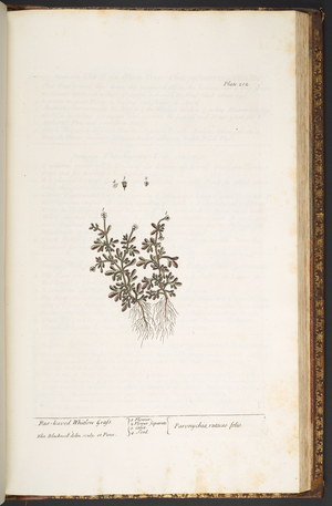Plate 212, from 'A Curious Herbal', 1737 (coloured engraving)