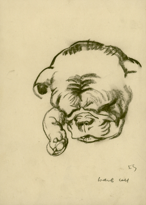 Sleeping baby pug, c.1920 (pencil on paper)