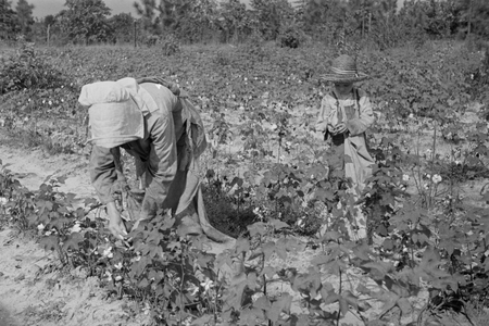 Picking cotton, Lauderdale County, Mississippi, 1935 (b/w photo)