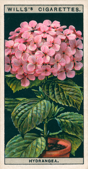 Flower culture in pots: Hydrangea (chromolitho)