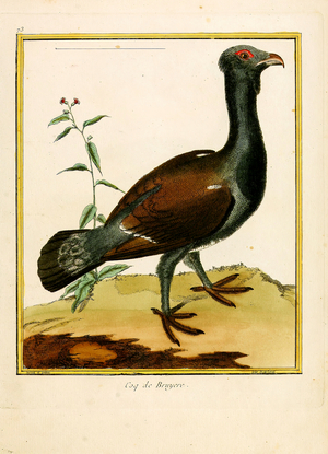 Red Grouse (print)
