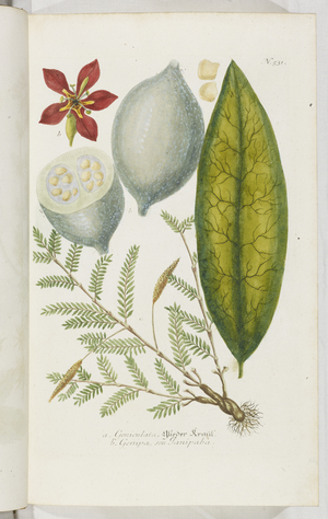 Geniculat and Genipa, 1737 (engraving)