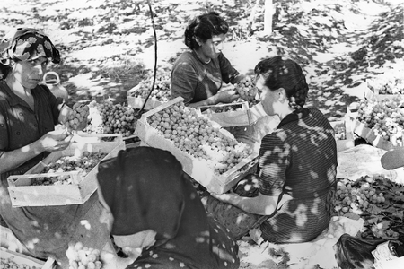 Grape Harvest, probably near Naples, c.1955 (b/w photo)