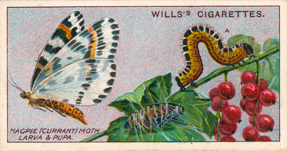 Garden Life: Magpie (Currant) Moth, Larva and Pupa (chromolitho)