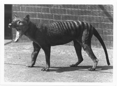 The now extinct Tasmanian Tiger, or Thylacine, 1914 (b/w photo)