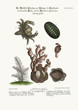 The Balanus of the Whale with Polypes, the Limax Marina, the Hairy Crab, and the Herringbone Coralline, 1749-73 (coloured engraving)