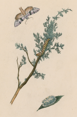 Moth, caterpillar and chrysalis (colour litho)