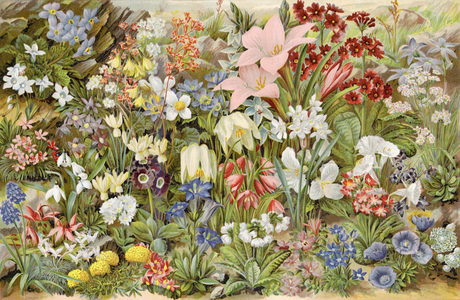 The Boys Own Alpine Garden, or Rockery Plants and How to Grow Them (chromolitho)
