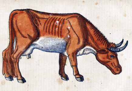 Medici Tigurini Historiae animalium