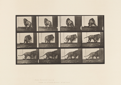 Plate 725. Lion; Walking, Turning Around, 1885 (collotype on paper)