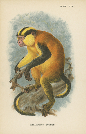 Erxleben's Guenon (colour litho)