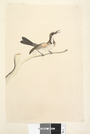 Page 63. May. Natural size Tawny Crowned Honeyeater Phylidonyris melanops, 1791-92 (w/c)