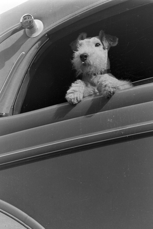 Vacation by car and with the dog, Germany 1930s (b/w photo)