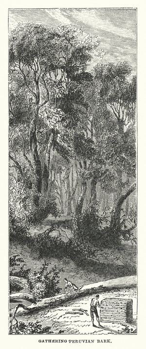 South America: Gathering Peruvian bark (engraving)