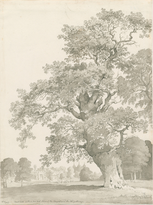 Tixall - Oak Tree: pen and wash drawing, 1837 (drawing)