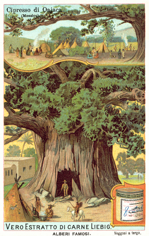 Montezuma cypress tree in Oaxaca, Mexico (chromolitho)