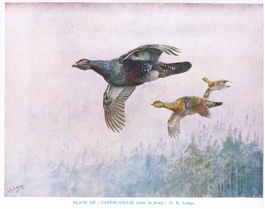 Capercaillie (male in front), illustration from 'British Birds' by Kirkman & Jourdain, 1966 (colour litho)