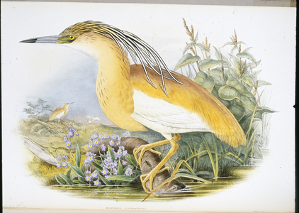 Squacco Heron (Buphus Comatus) (hand-coloured litho)
