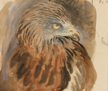 The Head of a Kite, from Life, 30 August-1 September 1870 (w/c and bodycolour over graphite on pale brown wove paper)
