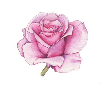 Pink Rose, 2012 (watercolour)
