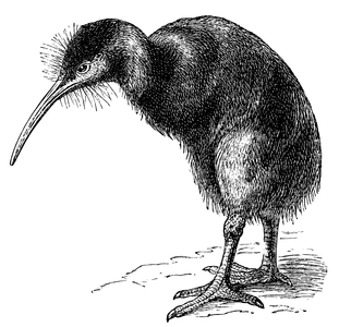 Kiwi