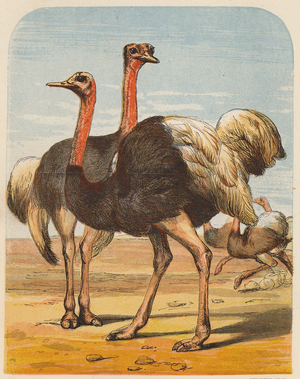 Ostriches (colour litho)