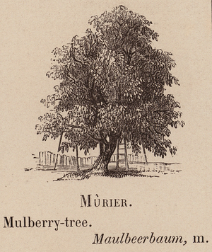 Le Vocabulaire Illustre: Murier; Mulberry-tree; Maulbeerbaum (engraving)