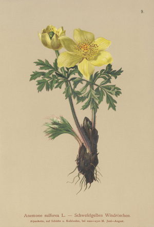 Yellow Anemone (Anemone sulfurea, Anemone sulphurea, Pulsatilla alpina) (colour litho)