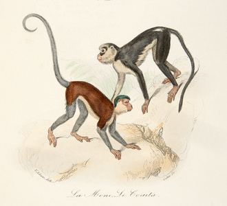 la mone et le coaïta, 18th century (Engraving)