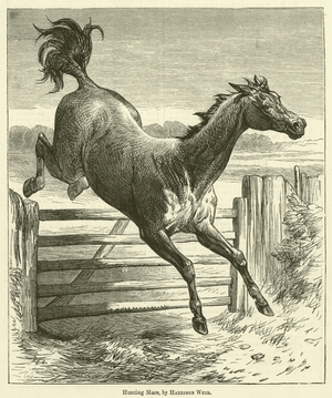 Hunting Mare (engraving)