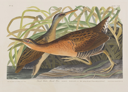 Illustration from 'Birds of America', 1827-38 (hand-coloured engraving & aquatint)