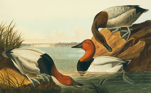 Aythya valisineria, canvasback, Plate 301 from John James Audubon's Birds of America, original double elephant folio, 1827-30 (hand-coloured aquatint)