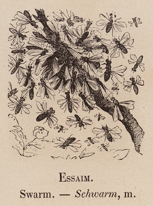 Le Vocabulaire Illustre: Essaim; Swarm; Schwarm (engraving)