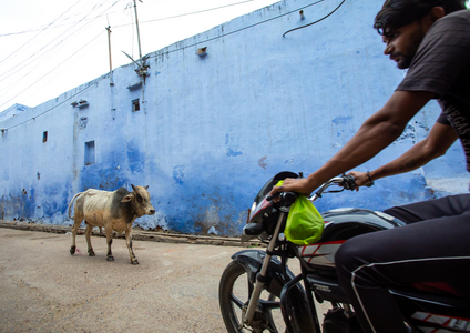 Indian cow in the street in front of a blue wall and a man on motorbike, Rajasthan, Bundi, India, 2019 (photo)