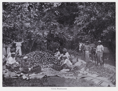 Cocoa plantation (b/w photo)