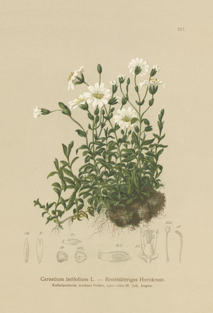 Broad-leaved Mouse Ear (Cerastium latifolium) (colour litho)