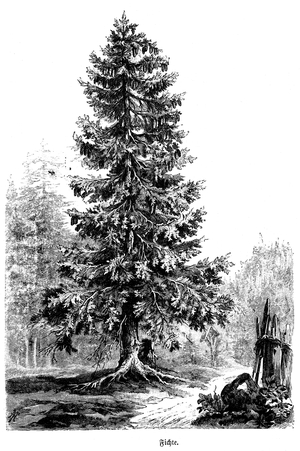Spruce