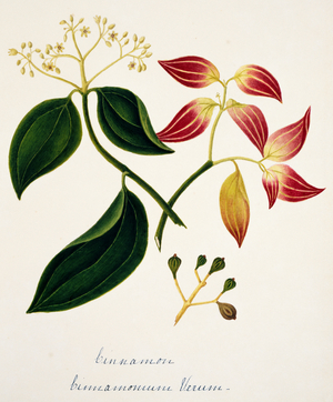 Cinnamomun verum